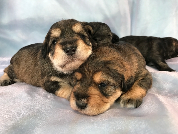 Two Male and Two Female Tri Colored Miniature Schnoodles
